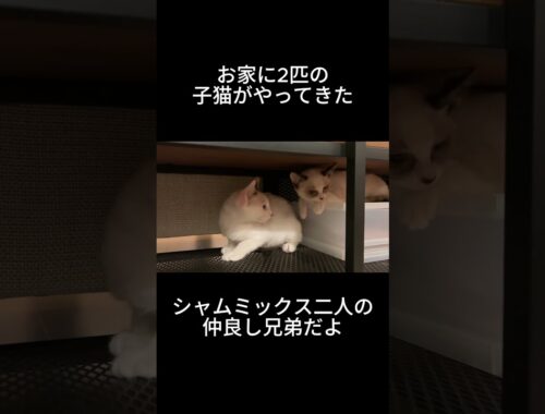 生後3か月のシャムミックスの子猫が2匹やってきた！#shorts #猫 #子猫 #保護猫 #白猫 #かわいい #カップル #シャムミックス