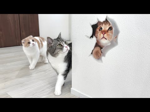 壁にトリックアートを貼ってみたら猫たちの反応がかわいすぎましたwww