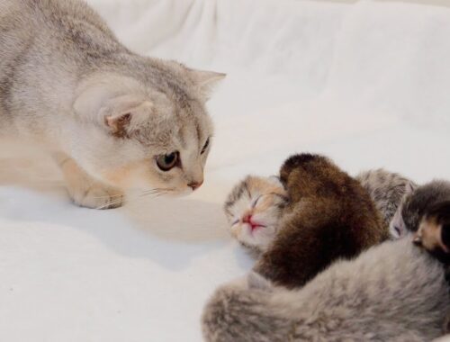 The big brother cat was curious about the baby kitten and brought his face closer...