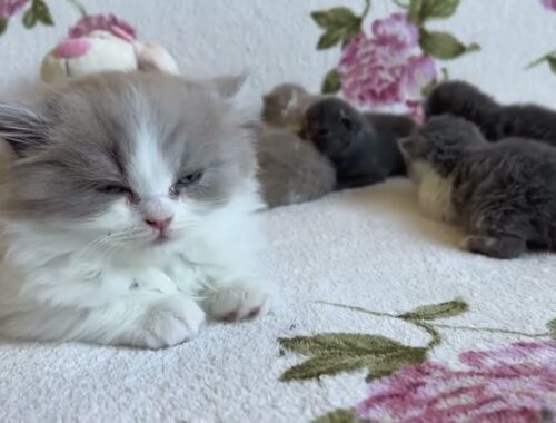 Kitten William meet Tiny Kittens