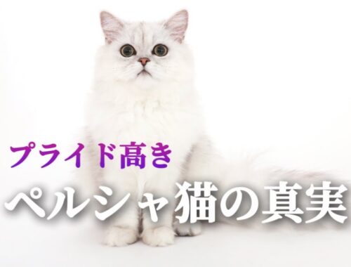 プライド高きペルシャ猫の真実【猫動画】