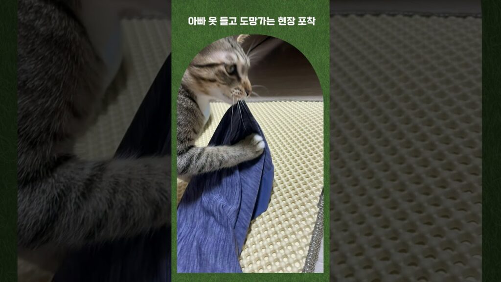 새 장난감에 신난 당무 #고양이 #개냥이
