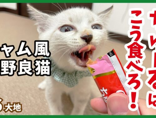 【保護 シャムミックス】元野良猫イケニャンのちゅ〜る食いの可愛さは期待通り。【野良シャム・大地6】/ Kitten  protection