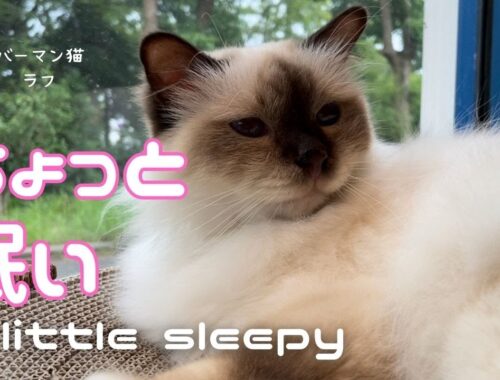 バーマン猫ラフ【ちょっと眠い】A little sleepy（バーマン猫）Birman/Cat