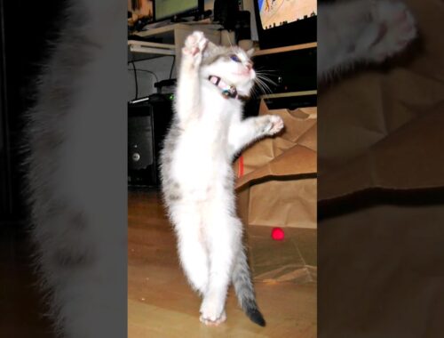 Cute cat dance ❤️