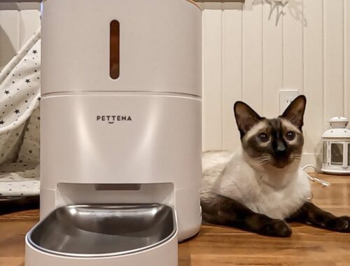 Siamese Cats Thrilled by Their New Automatic Feeder Gift! - PETTENA