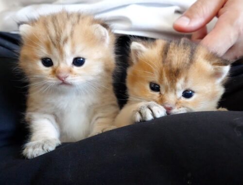 Twin kittens that fit perfectly in my pocket is cute