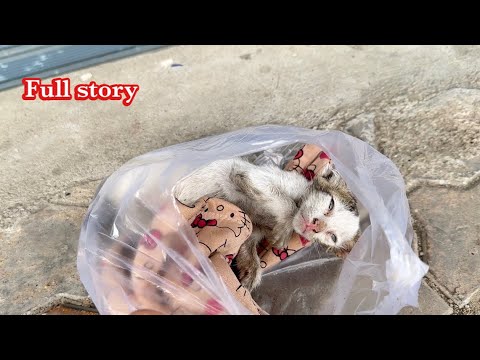 Full story:Rescue dying kitten that the owner abandoned it front my clinic the kitten only breathing