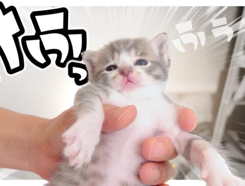 【子猫のミルボラ】ぷふぁあああ～！へふっ。ミルクを飲んで満足したようです【保護猫生活5日目】