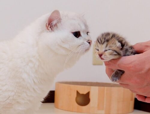 A father cat is confused about how to interact with a baby kitten he meets for the first time.