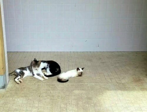 暑い中公衆トイレの前でぐったりしてたシャム子猫達を涼しい場所へ誘導した結果