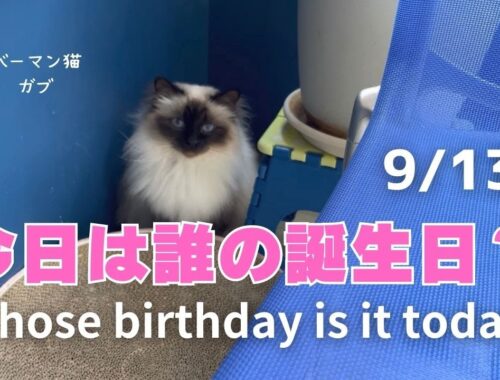 バーマン猫ガブ【今日は誰の誕生日？】Whose birthday is it today?（バーマン猫）Birman/Cat