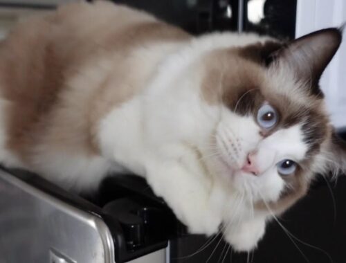 【ラグドール】冷蔵庫の上でおやつ待機中の猫
