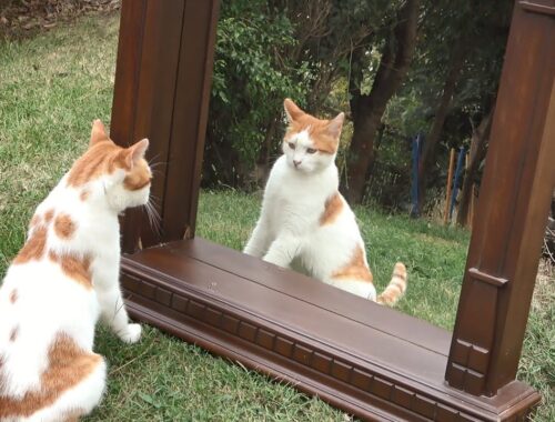 Outdoor Cats Seeing Themselves in a Mirror for the First Time !!
