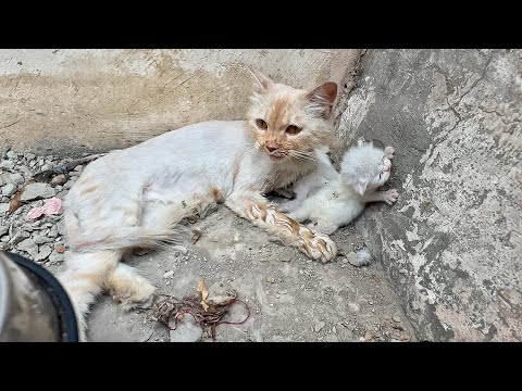 We found the abandoned white cat with homeless kittens. the mother cat needs help immediately