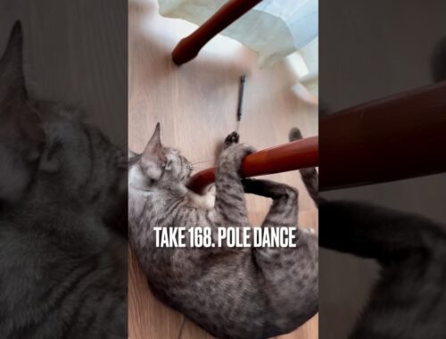 【#ポールダンス女子 にゃん❗️】#poledancing #poledance #ポールダンス #猫 #猫動画 #エジプシャンマウ #shorts