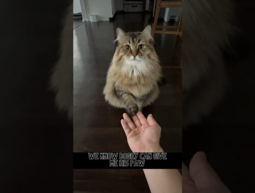 Siberian Cat knows ‘paw’. But can he  learn ‘nose’