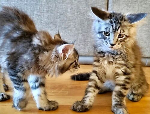 Young Kittens Meet Older Kitten for the First Time!