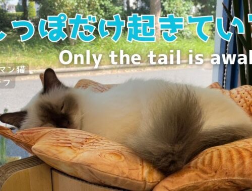 バーマン猫ラフ【しっぽだけ起きている】Only the tail is awake（バーマン猫）Birman/Cat