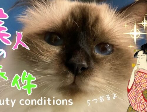 美人バーマン猫ウリ【美人の条件】Beauty conditions（バーマン猫）Birman/Cat