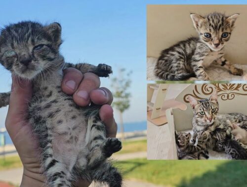 The kitten, stolen from her mother and abandoned, was rescued with the help of another mother cat.