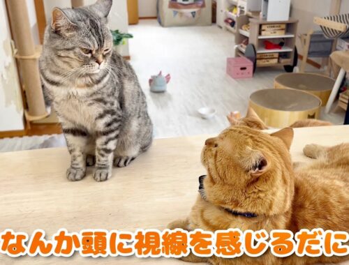 ポッポ夫人のイケない妄想...Part2 #猫 #マンチカン