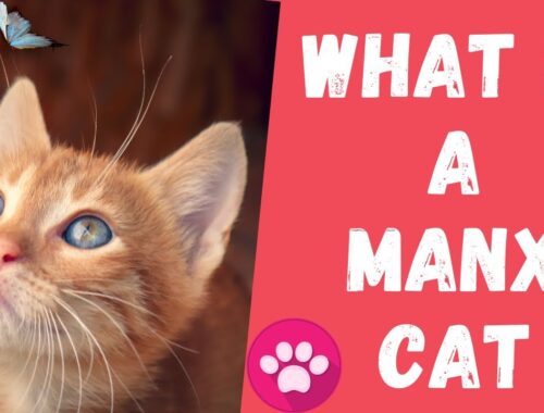 What is a Manx Cat? | Size of Manx Cat | Life Expectancy of Manx Cat |