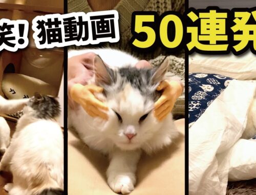 腹筋崩壊！おもしろ猫動画50連発！！【総集編】【関西弁でしゃべる猫】