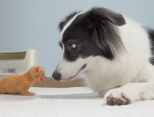 Raising a Rescued Tiny Kitten with a 100 Times Larger Dog