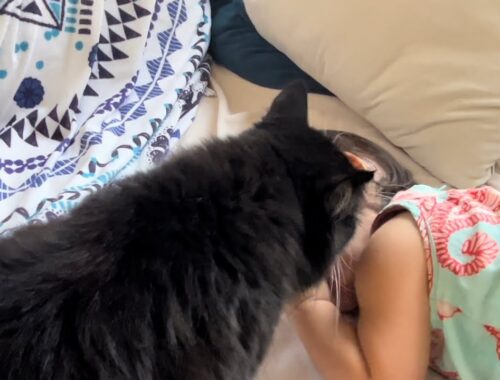 寝ている一歳児の顔をしつこく舐める猫　ラガマフィン　Cat licking the face of a sleeping child