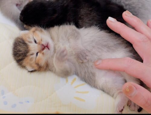 The reaction when I tickled a sleeping baby kitten was so cute.