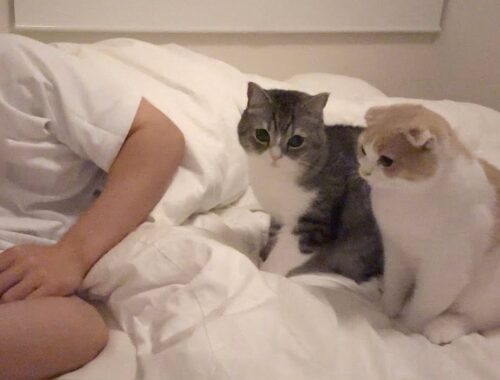 寝てる間に猫たちが何してるのか隠し撮りしてみたらまさかのこうなってました…