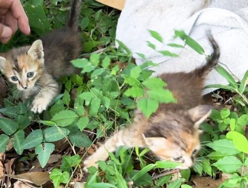 捨て子猫…！雑に置かれたダンボールのそばで子猫2匹を発見しました。
