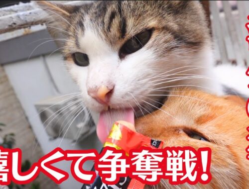 人を怖がる猫,日本のアレで仲良しに！マジックだ！猫たちの幸せな様子
