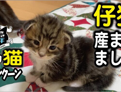 【メインクーン】仔猫、産まれました！生後19日目の子猫たち。初産の母猫の出産／体重／死亡リスク／メインクーンキャッテリー東京小野クーン