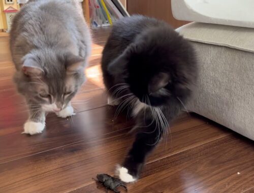 オオクワガタにはいつもより慎重にちょんちょんする猫　ラガマフィン　A cat carefully touching a stag beetle