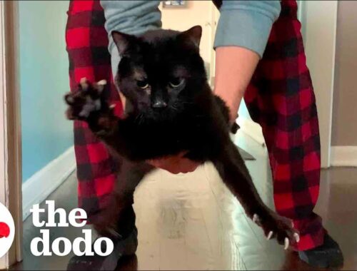 Wobbly Cat Adopts A Tiny, Wobbly Kitten | The Dodo