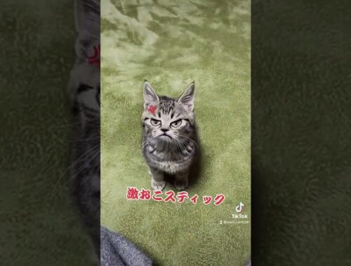 【TikTokで360万再生】怒ってる可愛い子猫