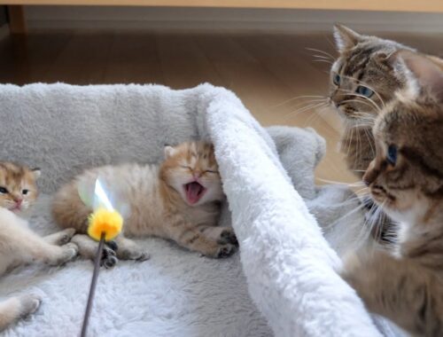 Interesting difference in interest in toys between kittens and their parents