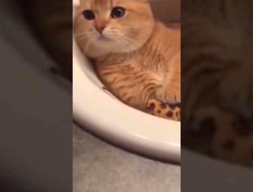 |Brown cats seating in the sink|😻😽😺🤗😘😚|#shorts#cats #animals#cutecat#funny#play#meow #viral#video |