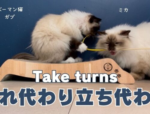 バーマン猫ウリとガブとミカとラフ【入れ代わり立ち代わり】Take turns（バーマン猫）Birman/Cat
