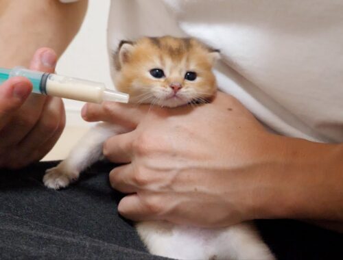 Feed the kittens baby food with a syringe. The kittens are getting used to it little by little.