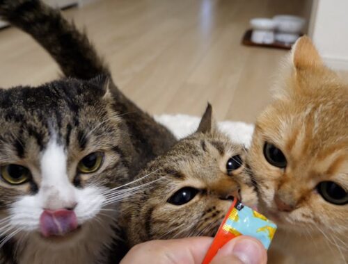 It's funny how kittens and adult cats react so differently to snacks.