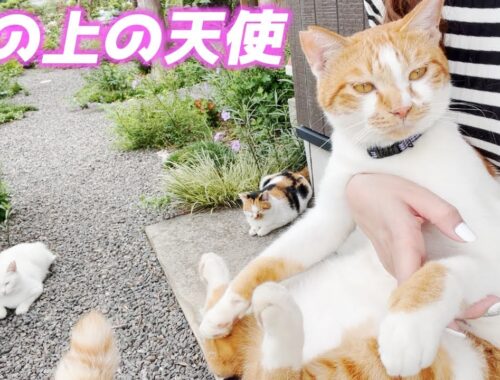 ママの膝の上にちょこんと座る庭子猫君が愛しくて可愛くて…♡［三毛母猫の子猫］