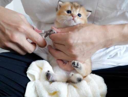 Kittens were scared of clipping their nails for the first time