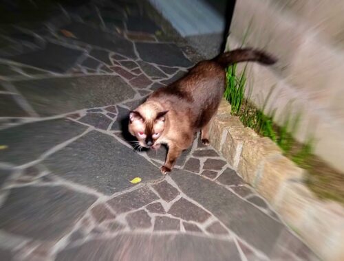 帰宅して扉を開けた瞬間外へ出て行ったシャム猫に戻るよう優しく注意したら大激怒しながら戻ってくれた🧐