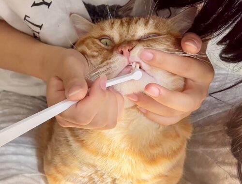 歯磨きをするぞー！ #猫 #マンチカン