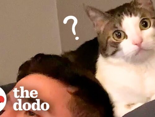 Woman Becomes Third Wheel In Her Cat And Husband's Relationship | The Dodo
