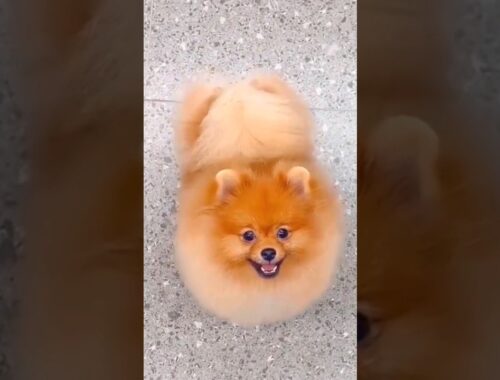Hi, baby cute brown 🐶🫰🏻 #cat #cute #lovely #babydog #babycat #dog #puppies #toocute #shortvideo