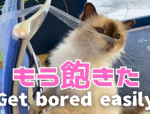 バーマン猫ラフ【もう飽きた】Get bored easily（バーマン猫）Birman/Cat